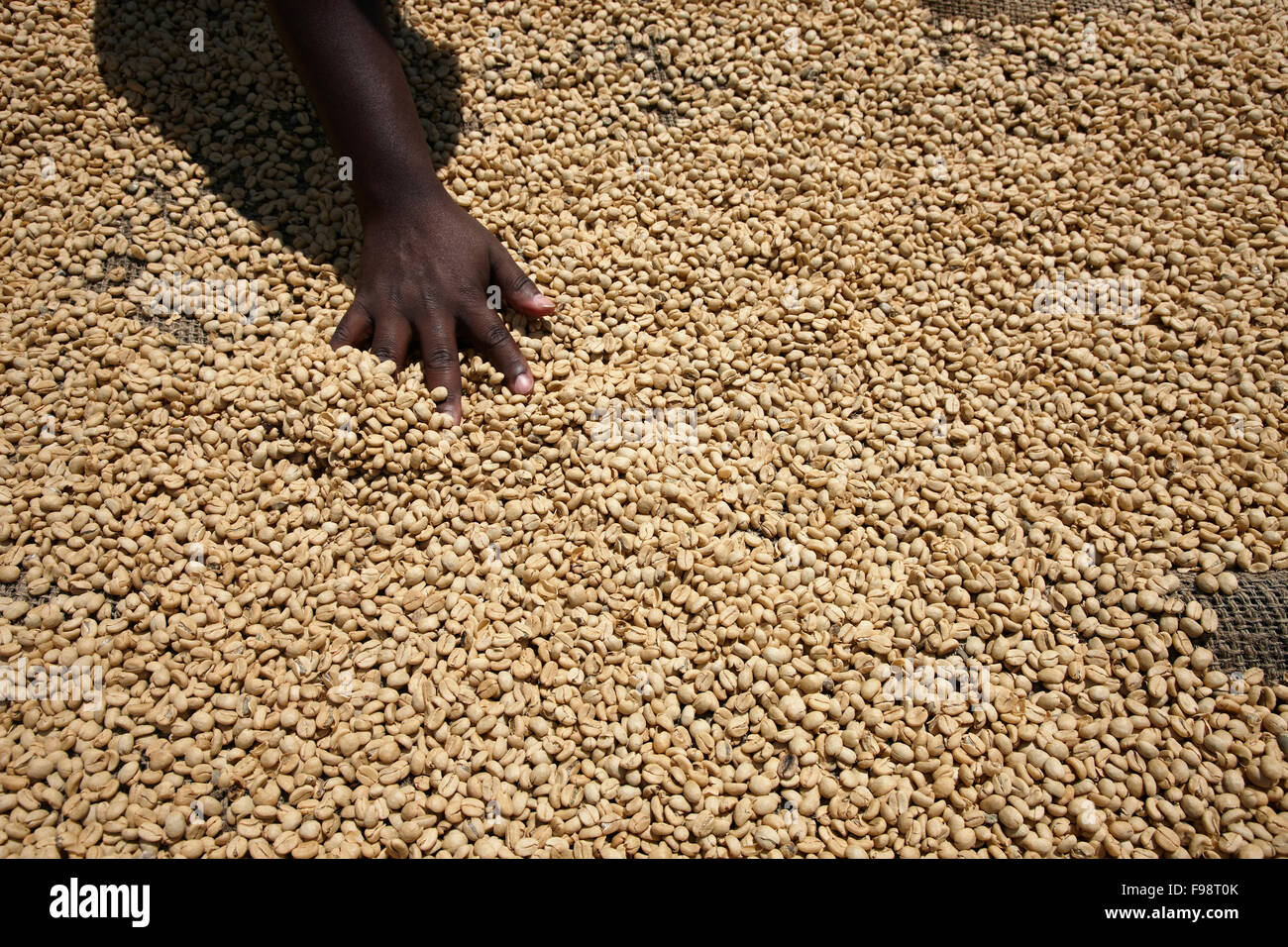 Agitazione a mano fino i chicchi di caffè di essiccazione al sole Foto Stock