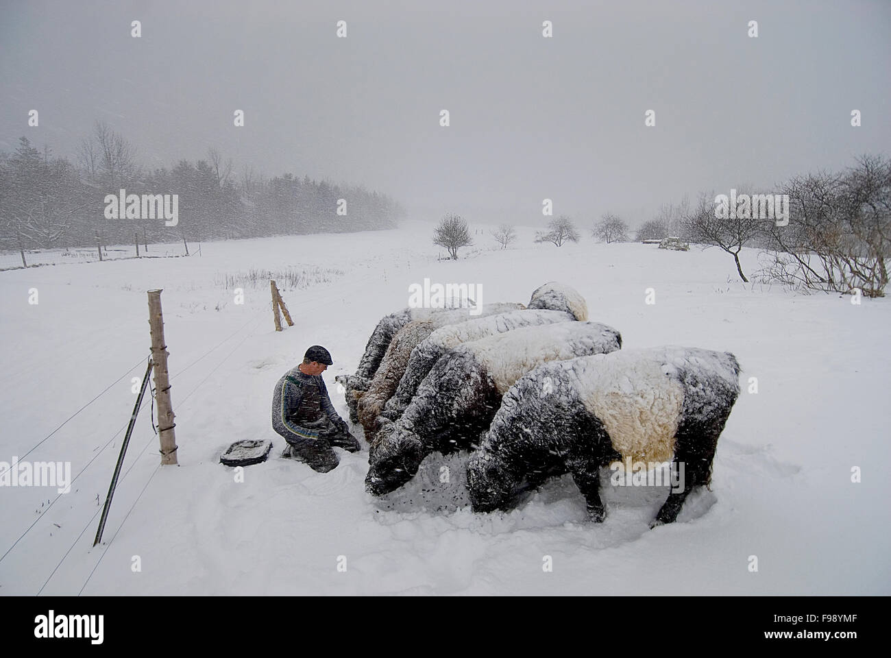 Un agricoltore trascorre qualche tempo di qualità con il suo piccolo allevamento di organicamente il manzo proveniente da bovini allevati mucche. Foto Stock