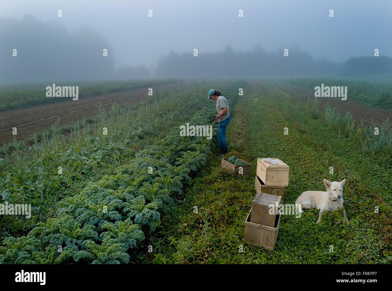 Una donna la raccolta di kale su una mattinata nebbiosa. Foto Stock