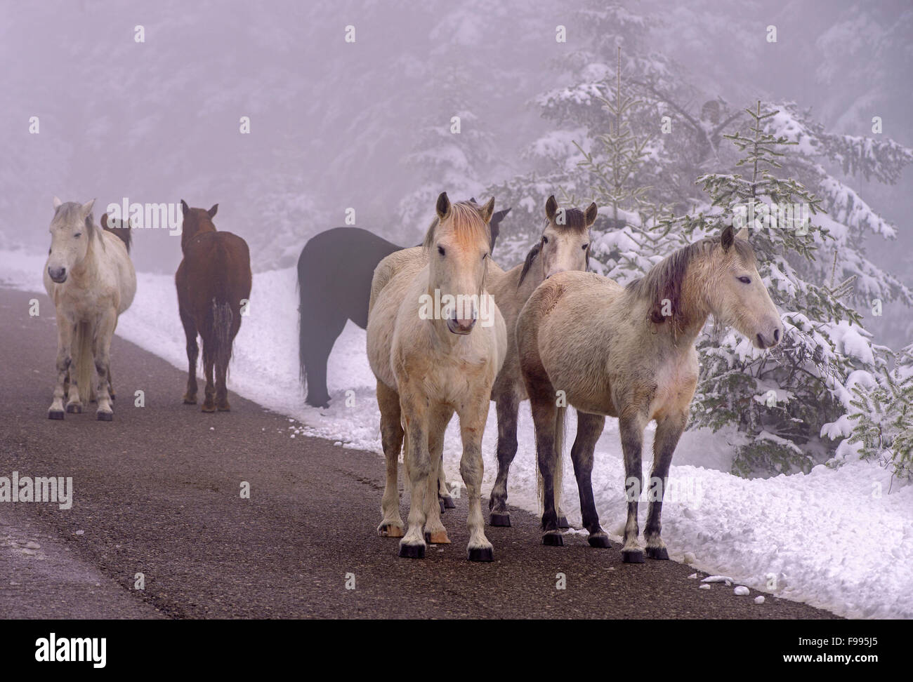 Gruppo di cavalli domestici rumbling intorno al paese nevoso lato di Giona montagna nella regione Grecia FOCHIDA, GRECIA CENTRALE Foto Stock