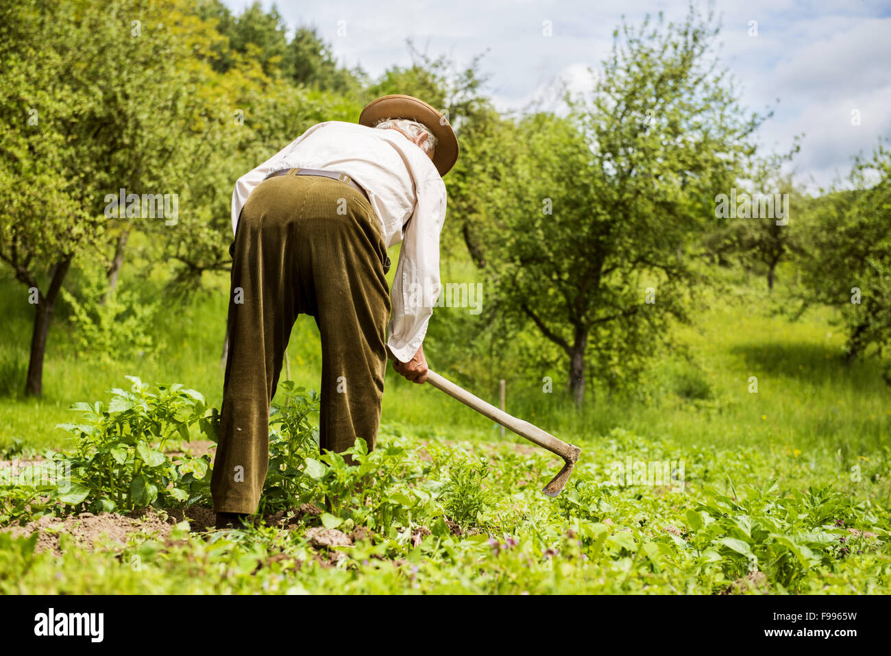Vecchio contadino con una zappa ripulendo dalle erbacce nel giardino Foto Stock