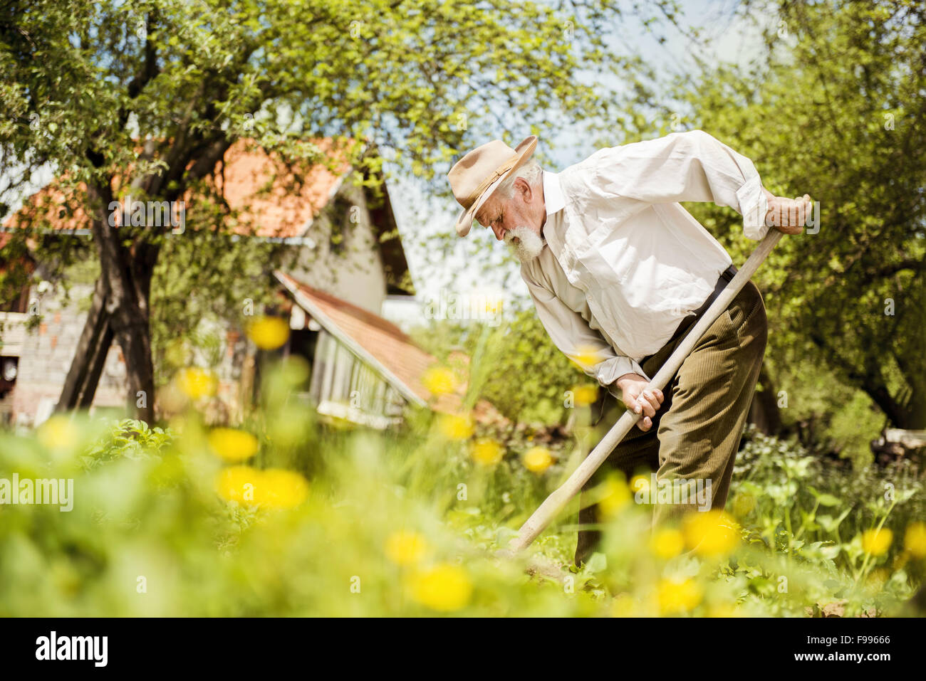 Vecchio contadino con una zappa ripulendo dalle erbacce nel giardino Foto Stock