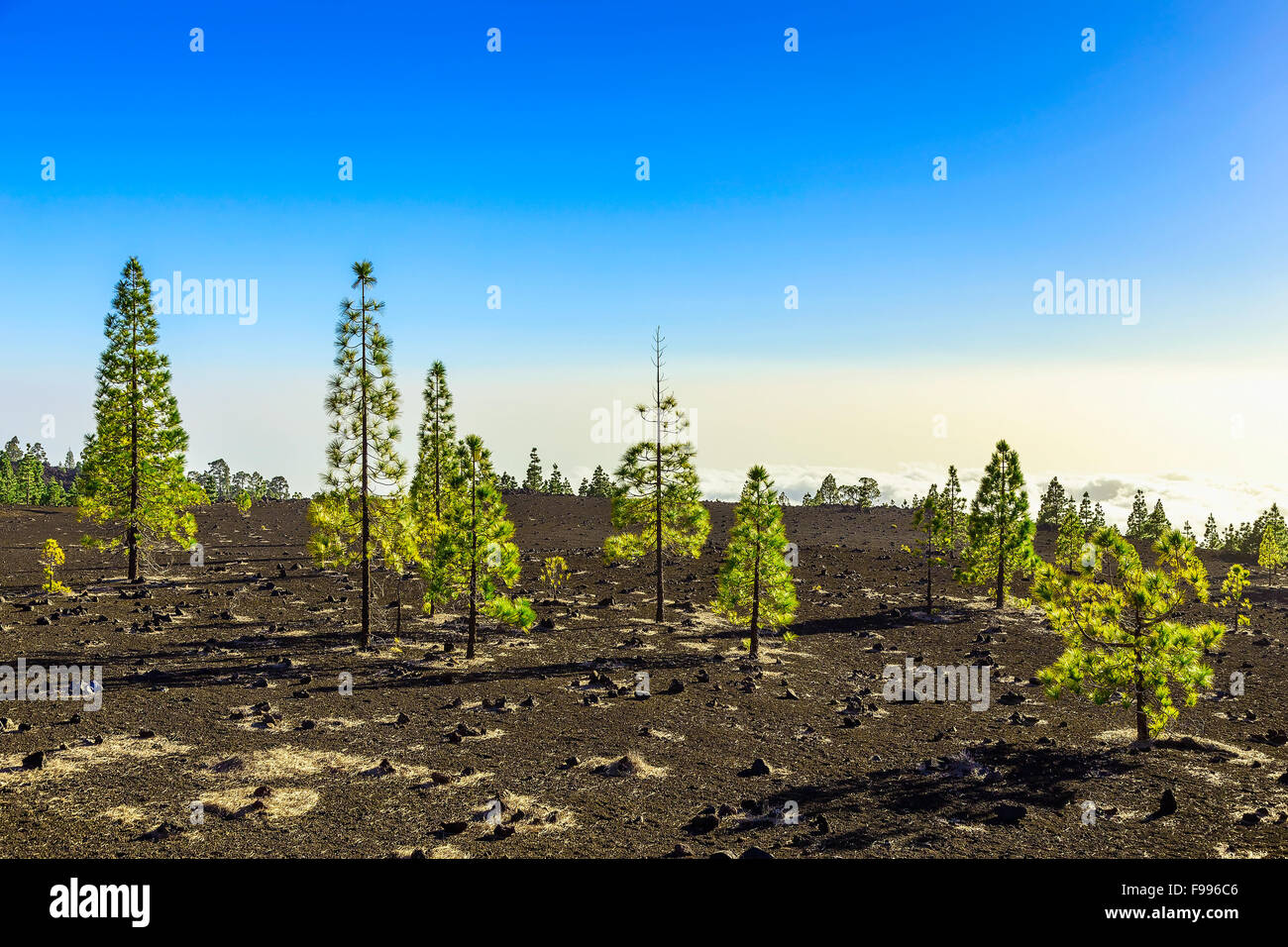 Il verde degli abeti sul paesaggio di montagna su Tenerife Isole Canarie Foto Stock