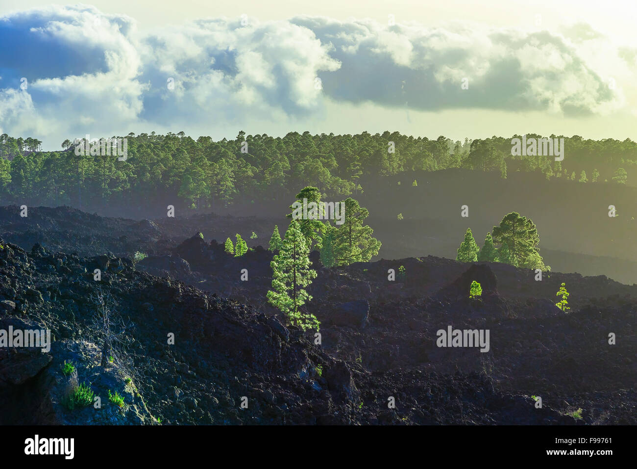 Il verde degli abeti sulla montagna sull'isola di Tenerife in Spagna al giorno Foto Stock