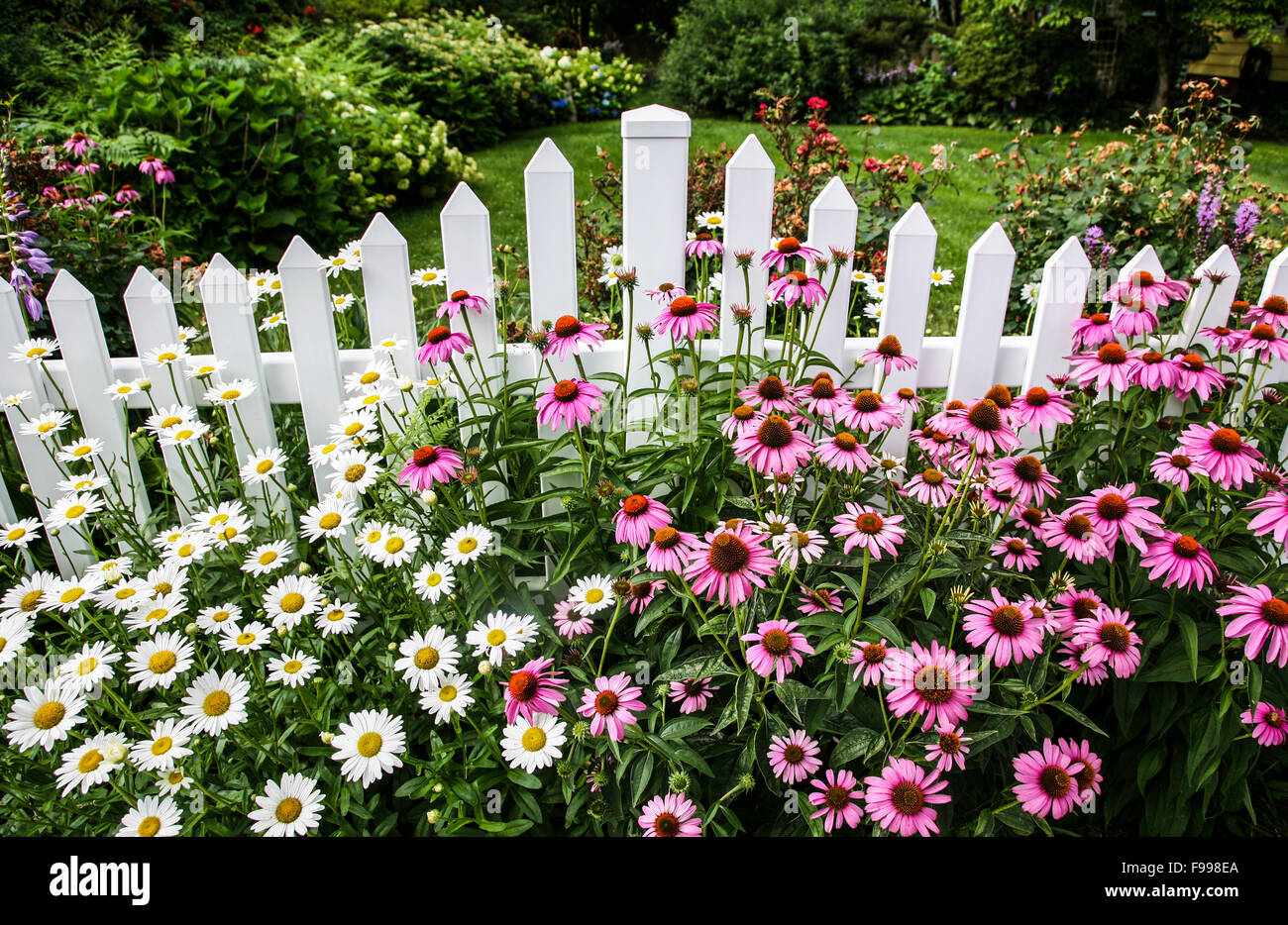 Colorati fiori di confine con giardino primaverile, con fila di fiori rosa viola a cono, margherite lungo una recinzione bianca in picchetto, New Jersey, USA, FS 10,44 MB 300ppi Foto Stock
