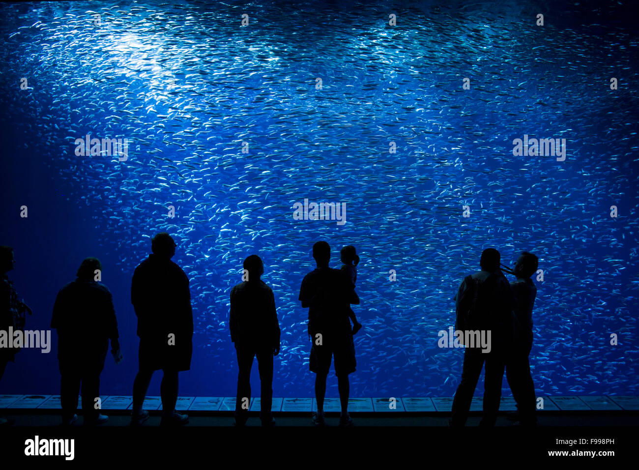 Pesce di mare, gli animali, le piante e le alghe sul fondo dell'oceano. Foto Stock