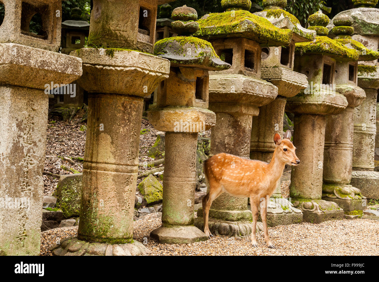 Cervi Sika e lanterne di pietra a Kasuga Taisha a Nara, Giappone Foto Stock