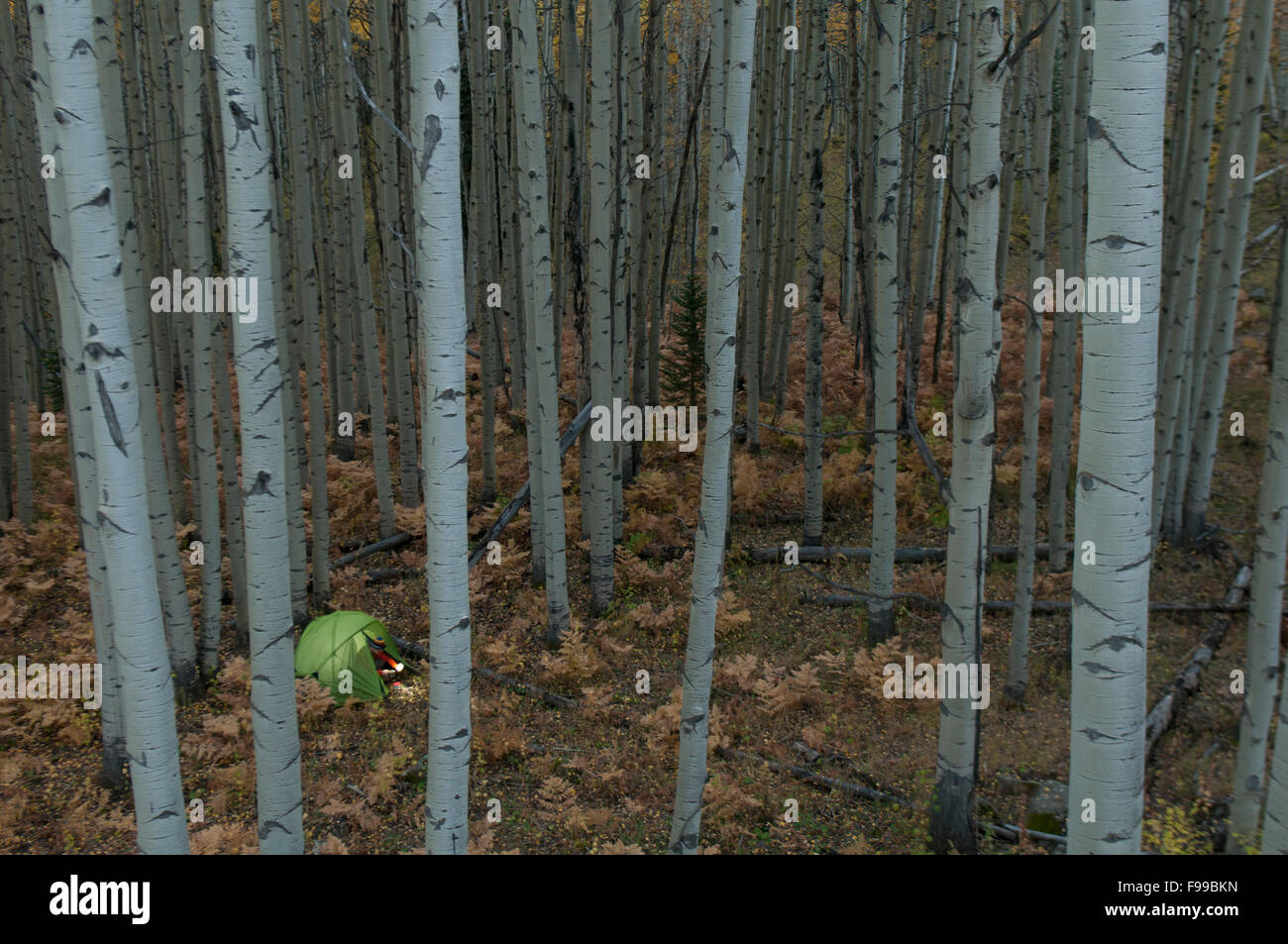 Un occupato in tenda a Colorado Aspen forest. Foto Stock