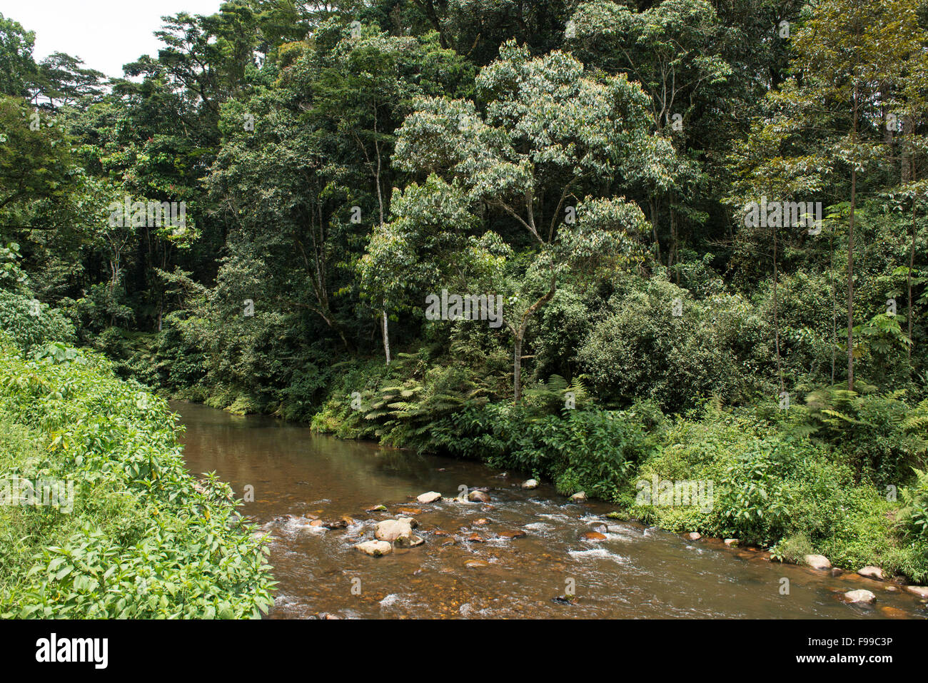 Fiume, Parco nazionale impenetrabile di Bwindi, Uganda Foto Stock