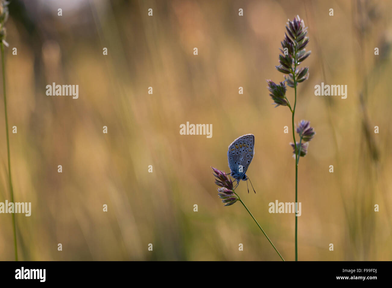 Comune di Blue Butterfly (Polyommatus icarus) adulto in appoggio su un'erba flowerhead. Causse de Gramat, Francia. Foto Stock