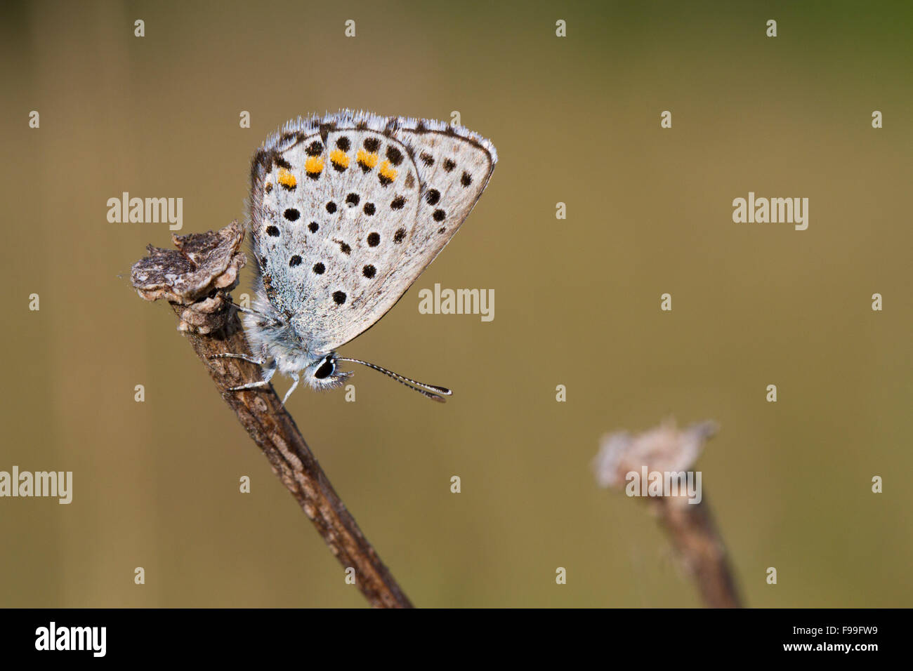 Baton Blue Butterfly (Pseudophilotes baton) la parte inferiore di un maschio adulto appollaiato in inizio di mattina di sole. La Francia. Foto Stock