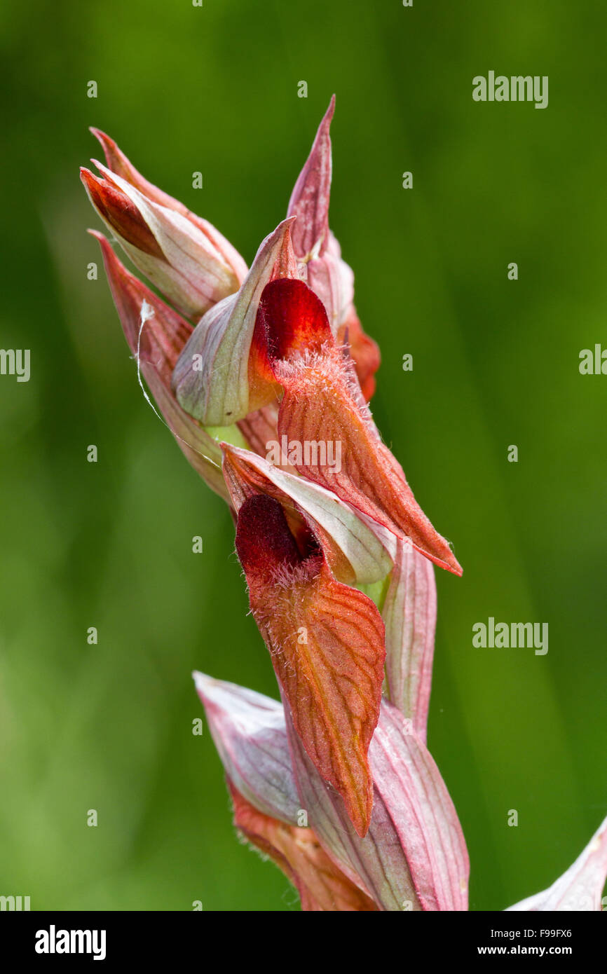 Lungo la linguetta a labbro Orchidea (Serapias vomeracea) fioritura in un prato. Pirenei Ariège, Francia. Giugno. Foto Stock