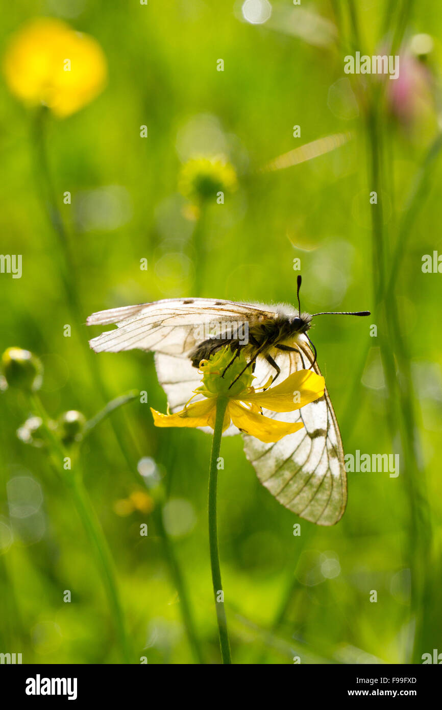 Offuscato Apollo butterfly (Parnassius mnemosyne) Alimentazione adulto in un prato. Pirenei Ariège, Francia. Giugno. Foto Stock