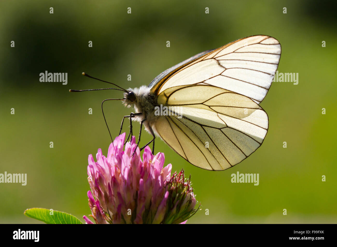 Nero-bianco venato butterfly (Aporia crataegi) adulto alimentazione su trifoglio rosso (Trifolium pratense) in un prato. Ariège Pyrenees. Foto Stock