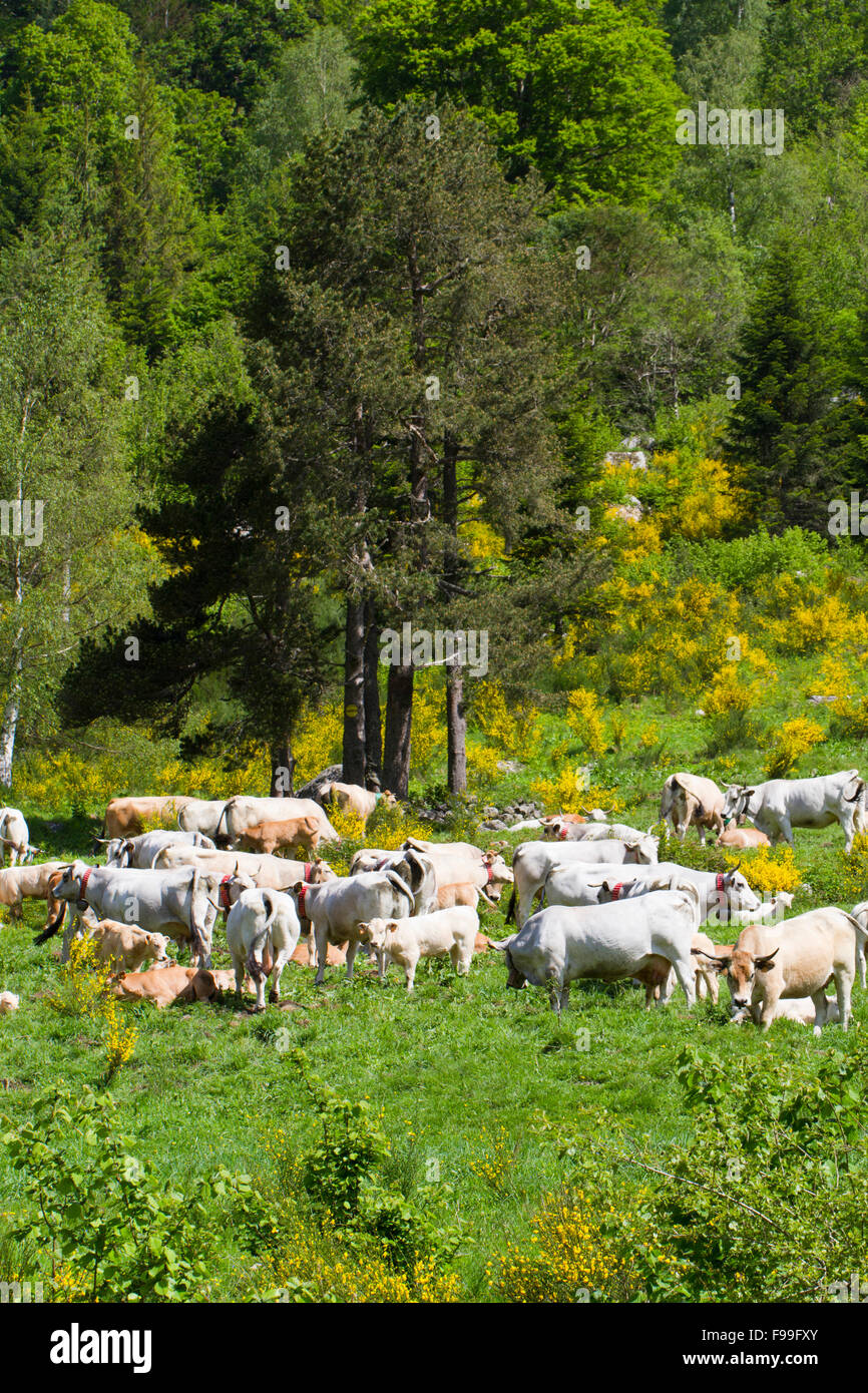 Bovini domestici. Allevamento di Bestiame guascone di un alpeggio. Pirenei Ariège, Francia. Giugno. Foto Stock