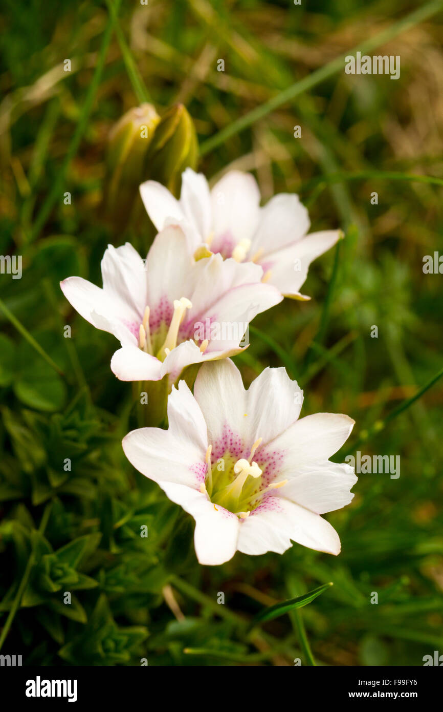 La genziana dei Pirenei (Gentiana pyrenaica) bianco a forma di fiore fioritura. Pirenei Ariège, Francia. Giugno. Foto Stock