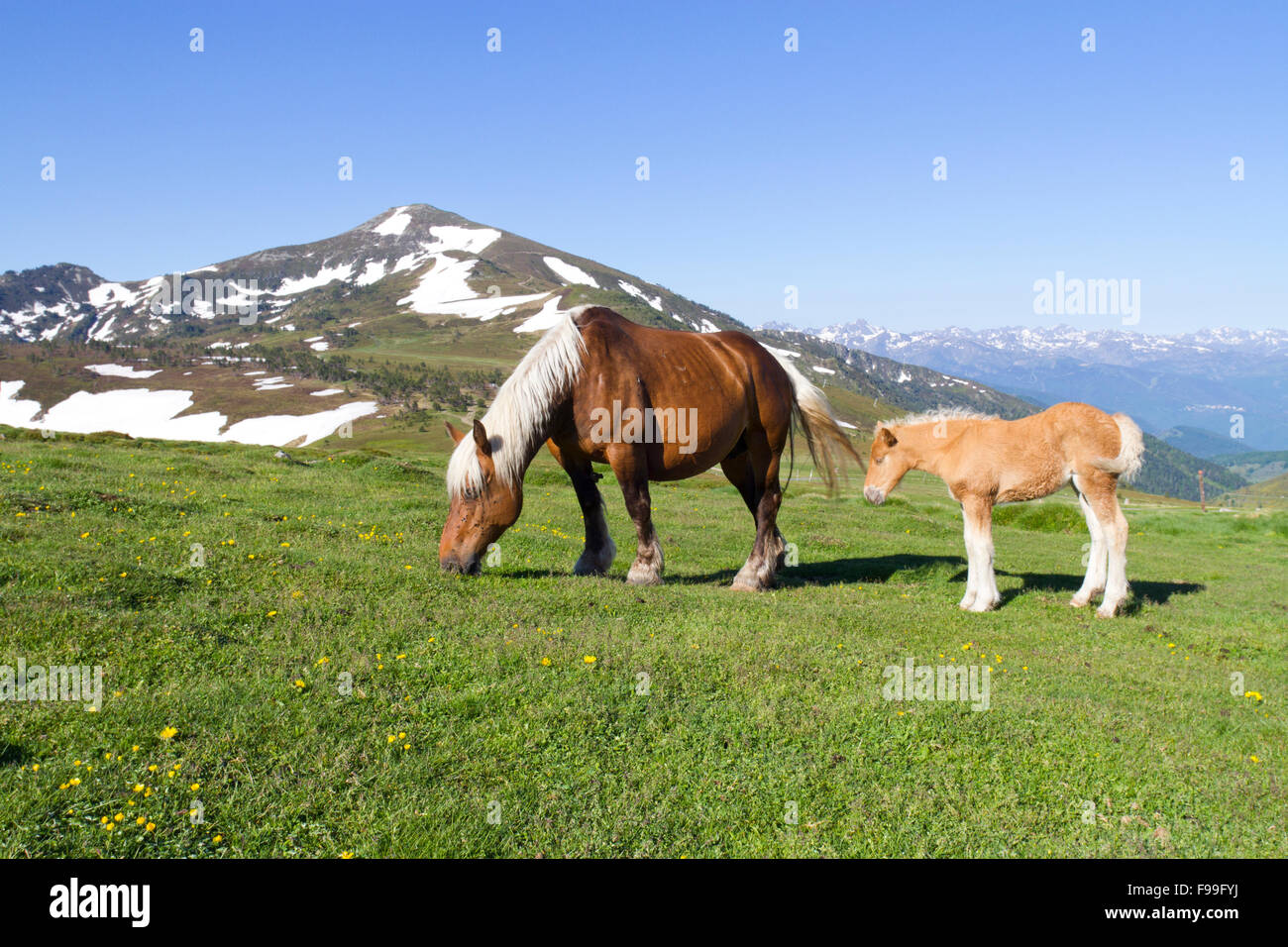Cavallo, Comtois, razza allevata per la carne e il mare e il puledro in cima al Col de Pailhères, Pirenei Ariège, Francia. Giugno. Foto Stock