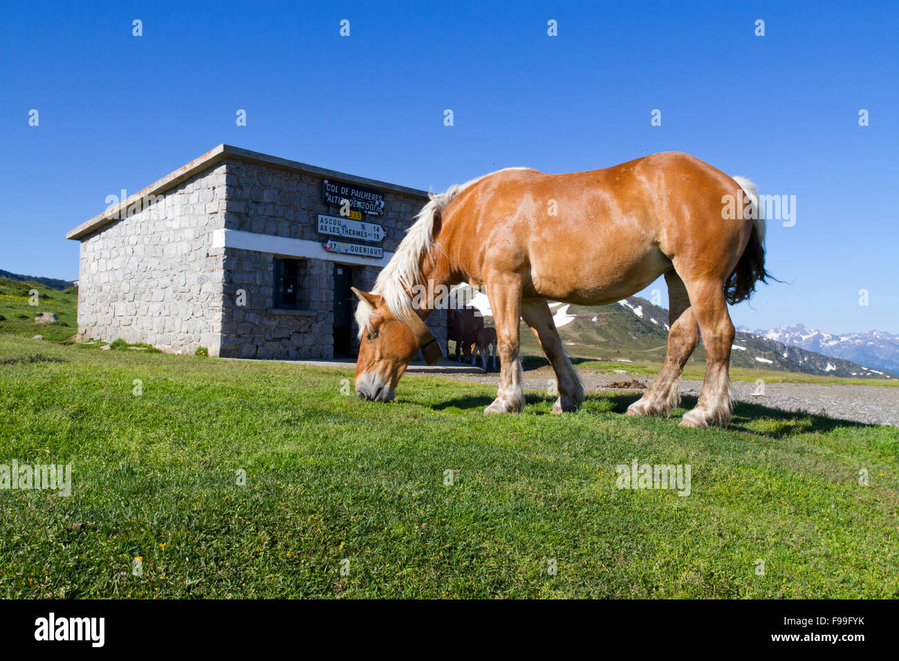 Cavallo, Comtois, razza allevata per la carne e il mare alla sommità del Col de Pailhères, Pirenei Ariège, Francia. Giugno. Foto Stock
