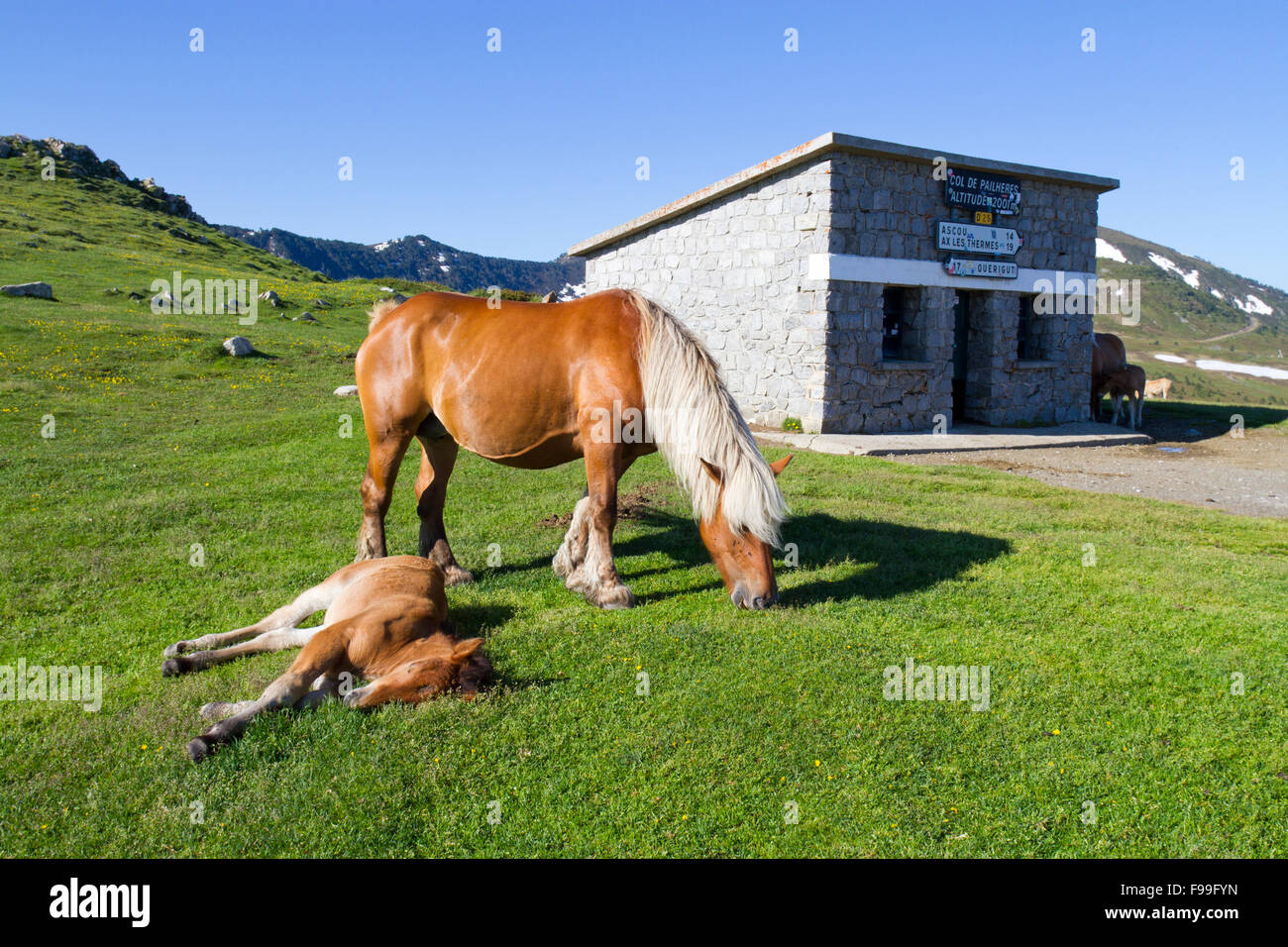 Cavallo, Comtois, razza allevata per la carne e il mare e il puledro in cima al Col de Pailhères, Pirenei Ariège, Francia. Giugno. Foto Stock