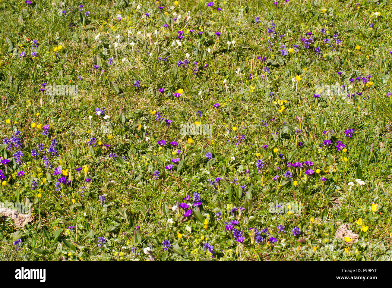 Pirenei genziane (Gentiana pyrenaica) e altri fiori selvatici fioritura in un prato alpino. Col de Pailhères, Ariège Pyrenees. Foto Stock