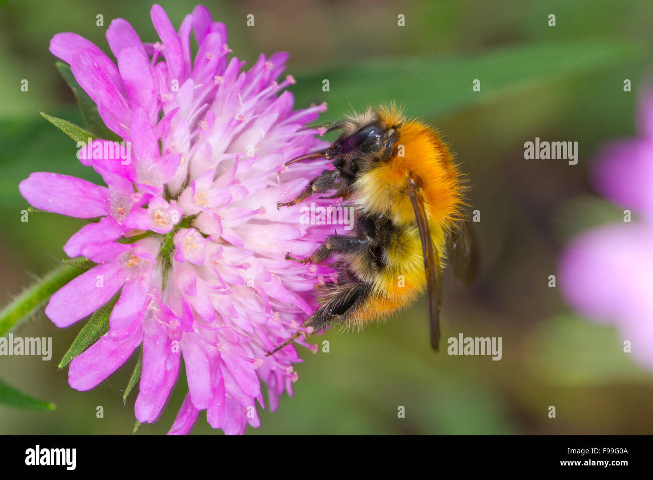 Marrone-nastrare carda bee (Bombus humilis) adulto lavoratore alimentazione su un legno Scabious (Knautia dipsacifolia) fiore. Pirenei Ariege Foto Stock