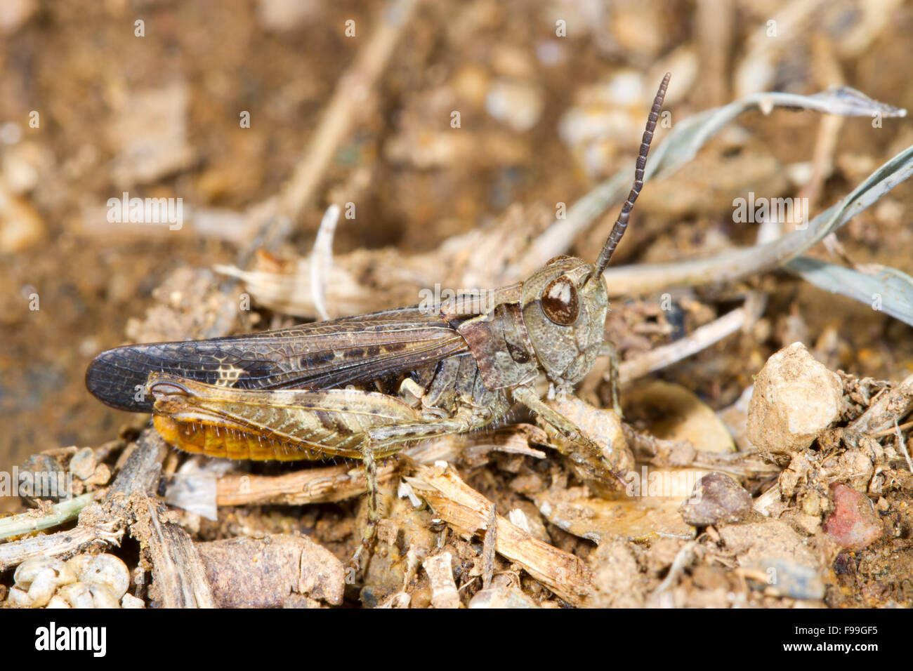 Bow-winged Grasshopper (Chorthippus biguttulus) maschio adulto. Pirenei Ariège, Francia. Giugno. Foto Stock