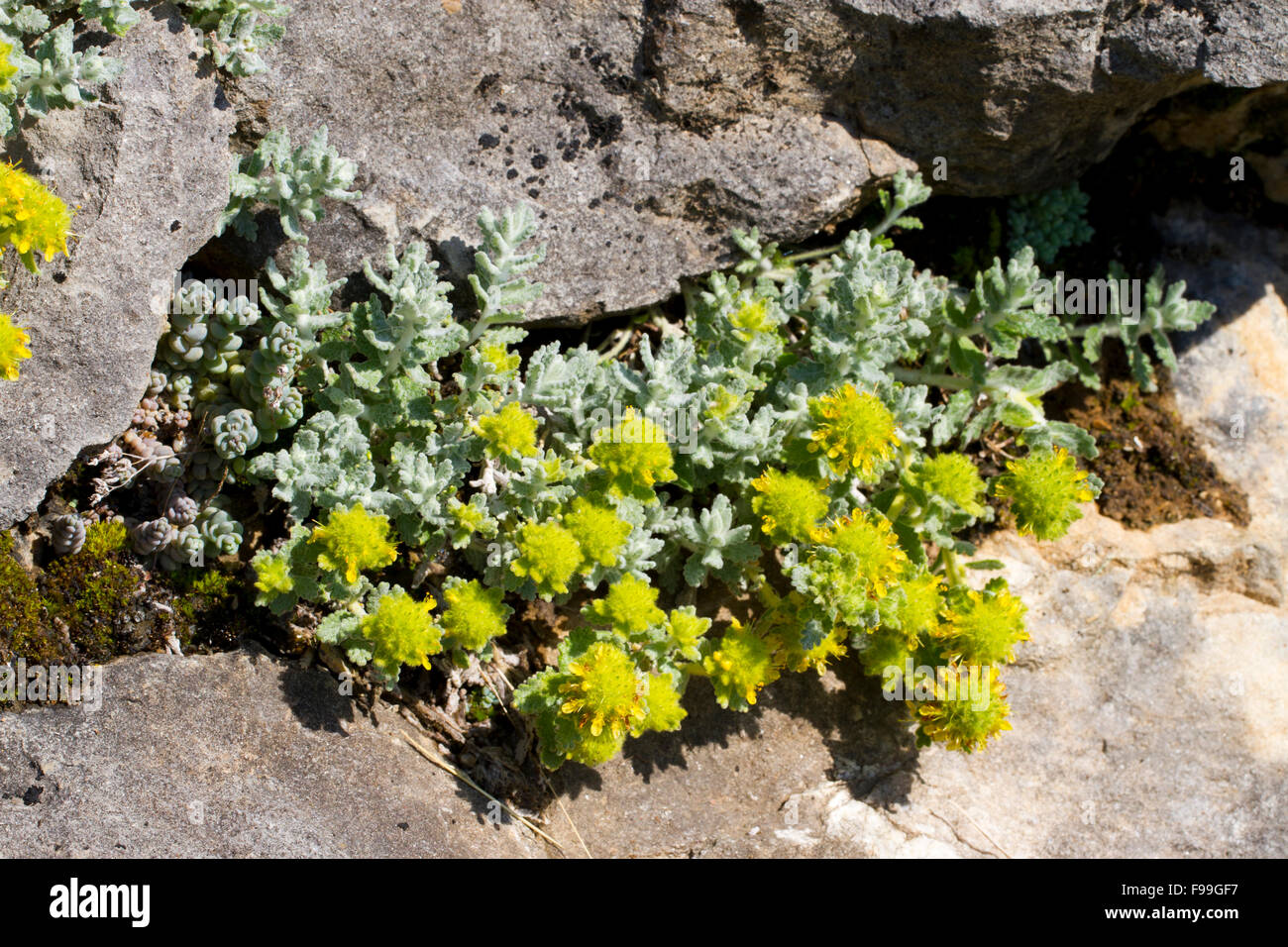Felty o oro Germander (Teucrium polium aureum) fioritura. Crescendo in roccia calcarea bocchetta a lancia. Pirenei Ariège, Francia. Giugno. Foto Stock