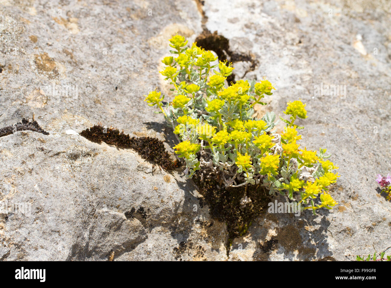 Felty o oro Germander (Teucrium polium aureum) fioritura. Crescendo in roccia calcarea bocchetta a lancia. Pirenei Ariège, Francia. Giugno. Foto Stock
