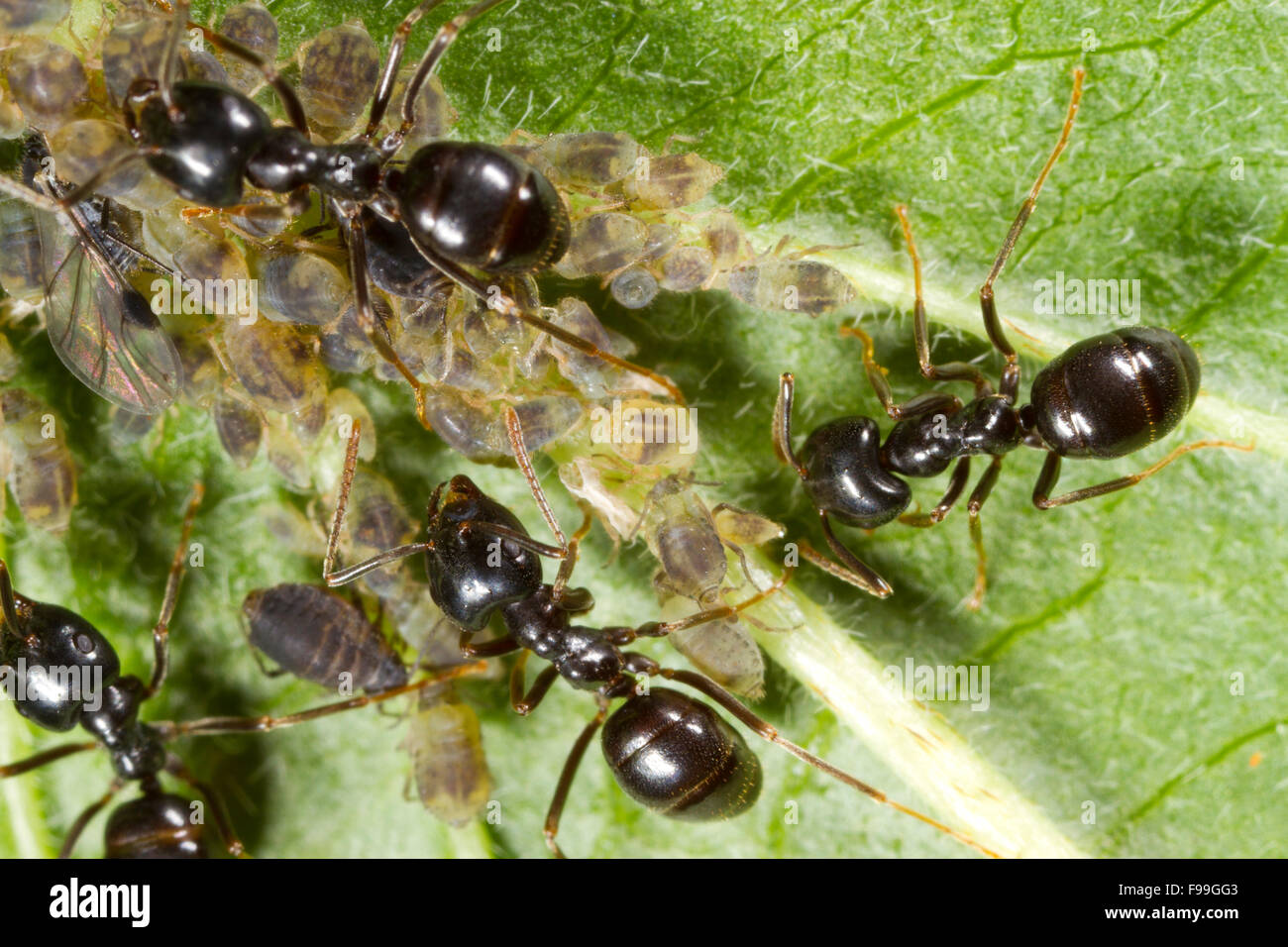 Jet Black Ant (Lasius fuliginosus) lavoratori adulti tendendo afidi su una foglia di salice. Pirenei Ariège, Francia. Giugno. Foto Stock