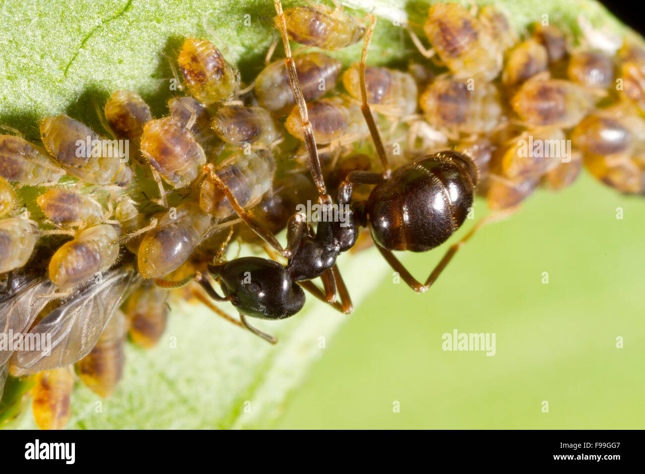 Jet Black Ant (Lasius fuliginosus) adulto lavoratore tendente afidi su una foglia di salice. Pirenei Ariège, Francia. Giugno. Foto Stock