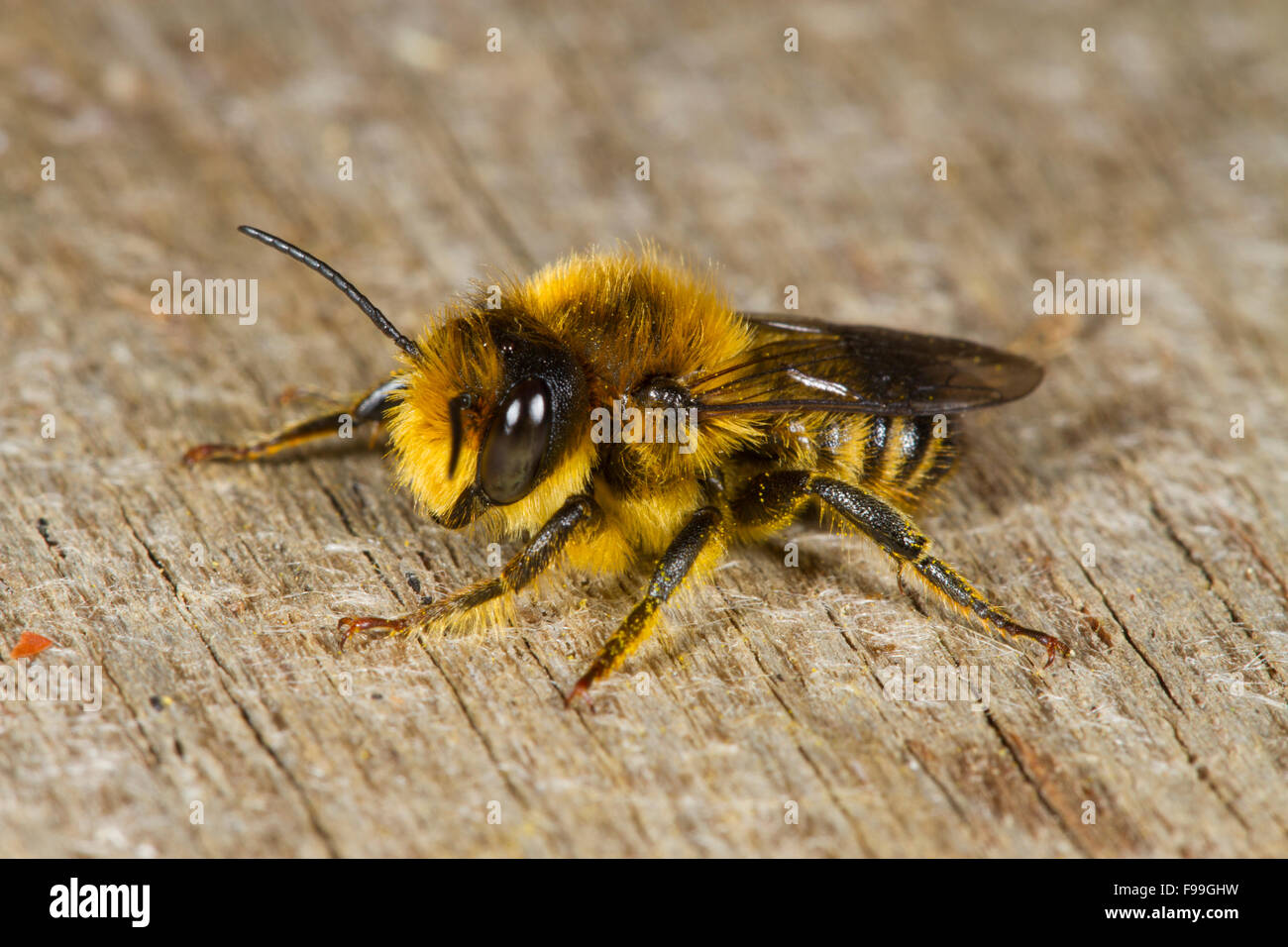 Patchwork foglia-cutter bee (Megachile centuncularis) maschio adulto in appoggio sul legno. Powys, Galles. Luglio. Foto Stock