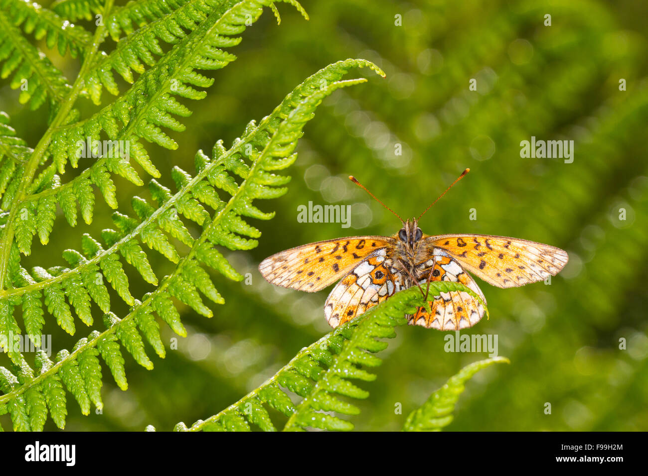 Piccola perla-delimitata Fritillary (Boloria selene) la parte inferiore di un adulto butterfly dasking su una felce frond. Powys, Galles, Luglio. Foto Stock