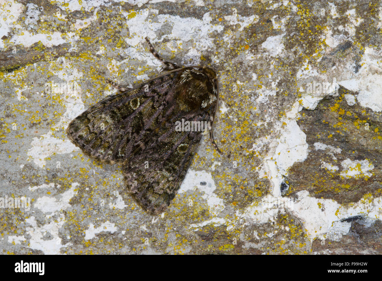 Il Coronet (Craniophora ligustri) falena adulta in appoggio su una parete di pietra. Powys, Galles. Luglio. Foto Stock