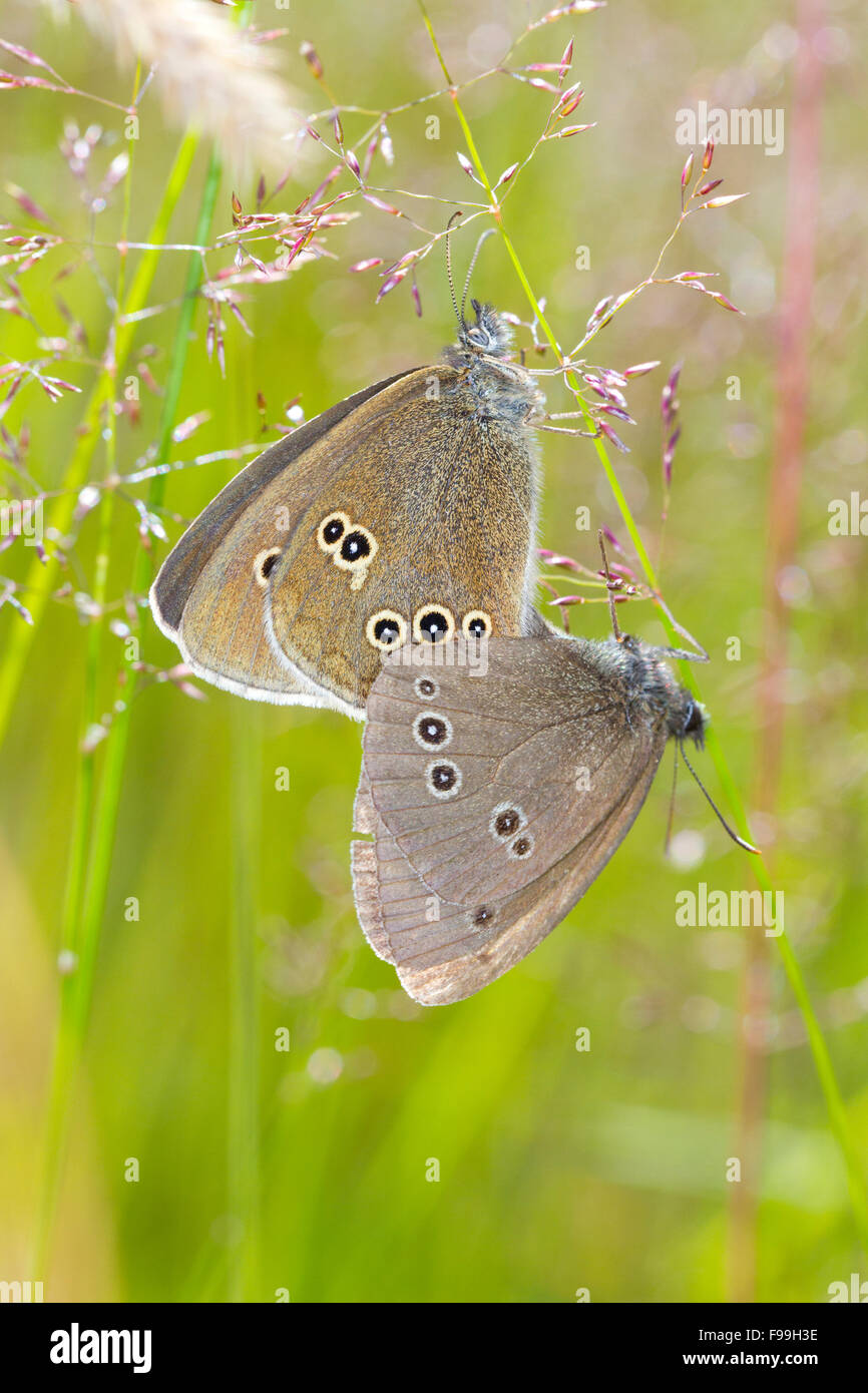 Anello (Aphantopus hyperantus) adulto farfalle coniugata. La contea di Powys,Galles. Luglio. Foto Stock