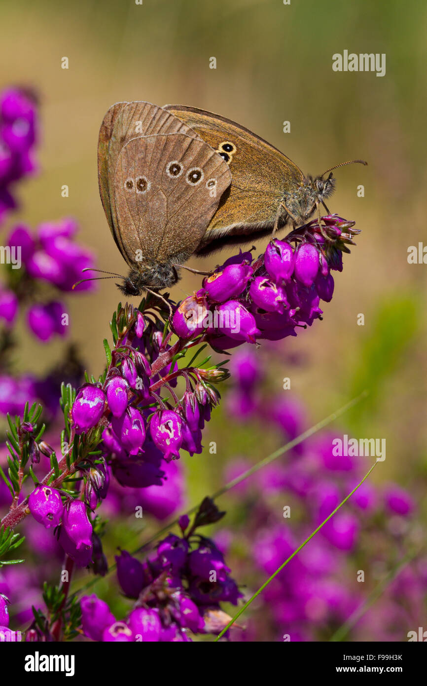 Anello (Aphantopus hyperantus) adulto farfalle coniugata sulla campana di fioritura erica (Erica cineria). Powys, Galles, Luglio. Foto Stock