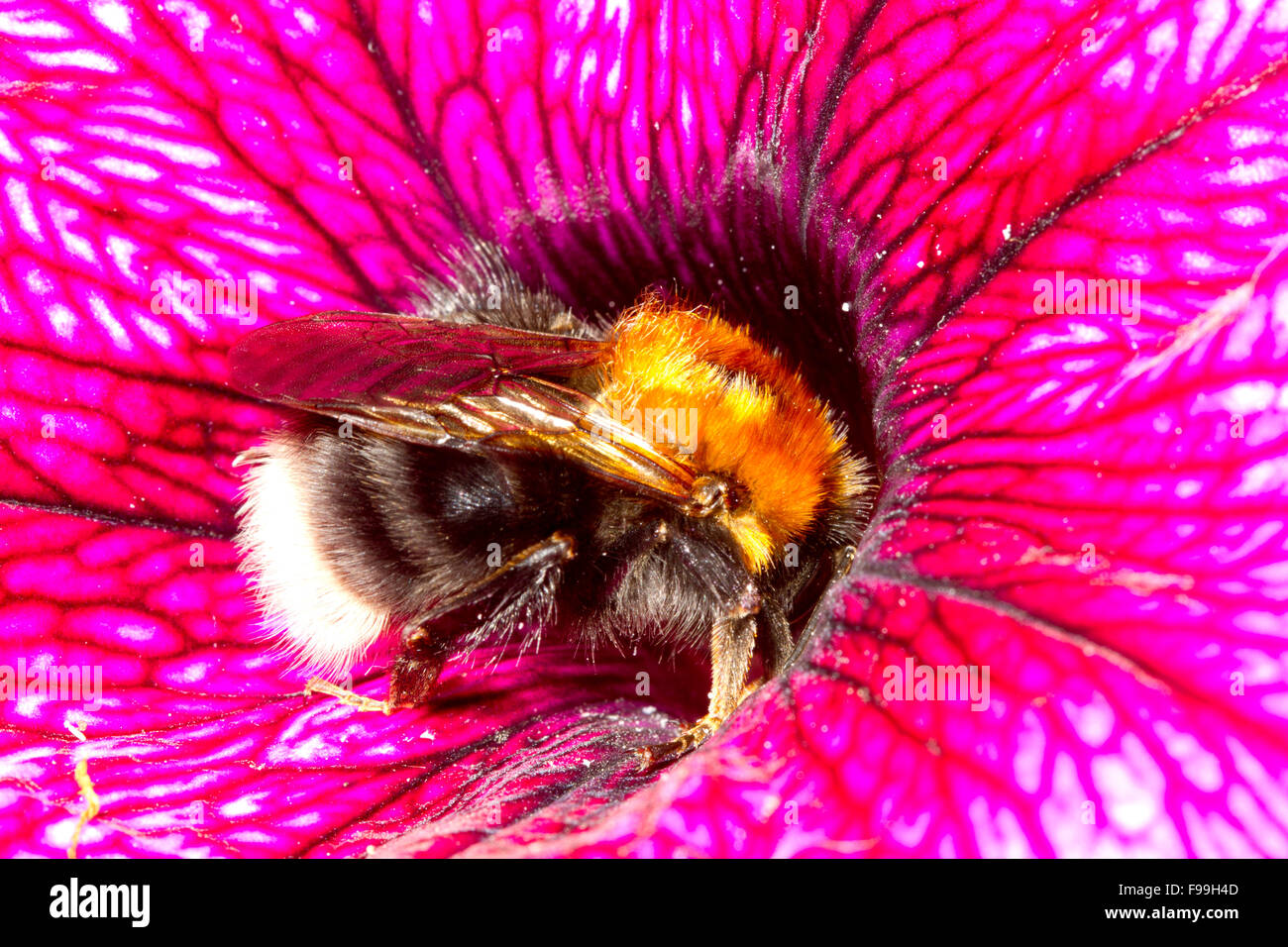 Tree Bumblebee (Bombus hypnorum) queen alimentando in una Petunia fiore in un giardino. Powys, Galles. Luglio. Foto Stock