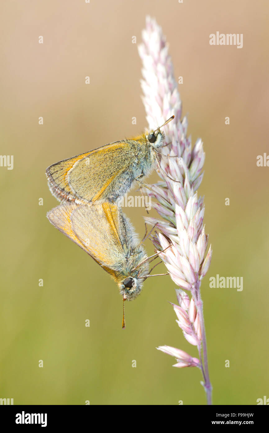 Piccola Skipper (Thymelicus sylvestris) adulto farfalle coniugata su una levetta di erba. Powys, Galles. Luglio. Foto Stock