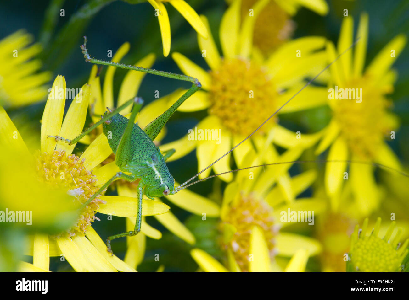 Chiazzato bush-cricket (Leptophyes punctatissima) ninfa di grandi dimensioni su comuni erba tossica (Senecio jacobaea) fiori. Carmarthen, Galles. Foto Stock