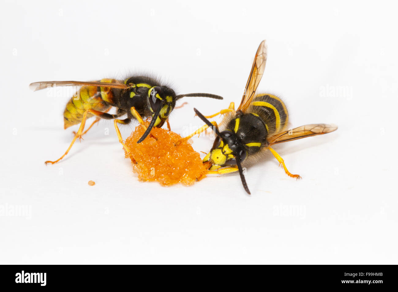 Red Wasp (Vespula rufa) e albero Wasp (Dolicovespula sylvestris) lavoratori adulti avanzamento sul miele contro uno sfondo bianco. Powy Foto Stock