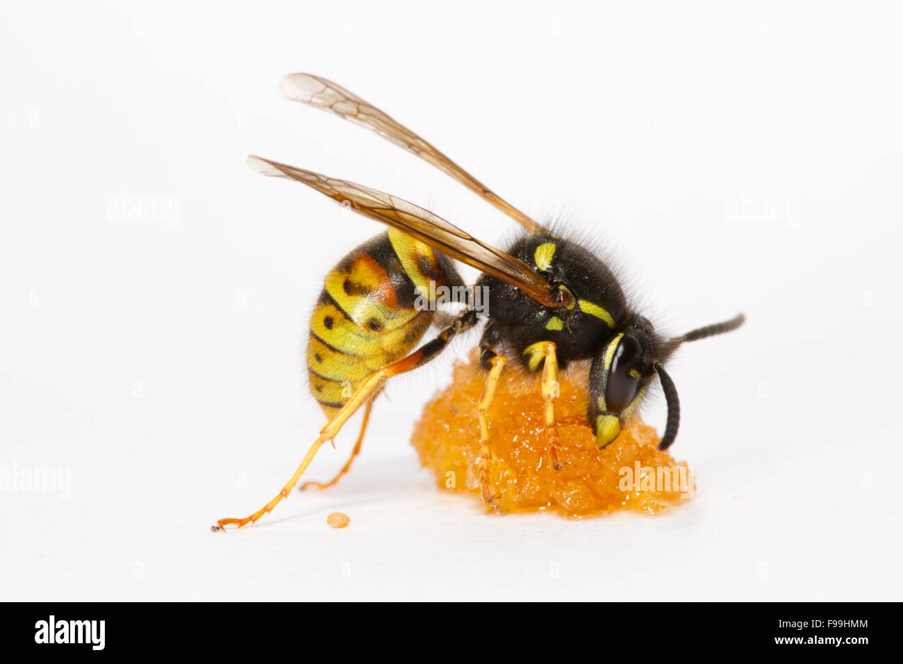 Red Wasp (Vespula rufa) adulto lavoratore avanzamento sul miele contro uno sfondo bianco. Powys, Galles, Agosto. Foto Stock
