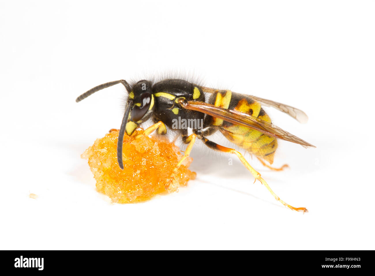 Red Wasp (Vespula rufa) adulto lavoratore avanzamento sul miele contro uno sfondo bianco. Powys, Galles, Agosto. Foto Stock