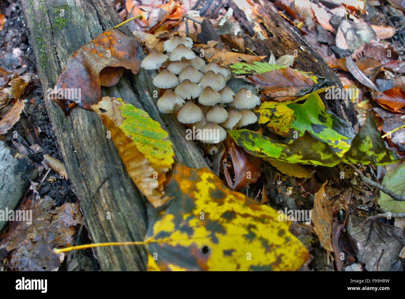 Una vista della coloratissima piemonte forest floor a inizio autunno Foto Stock