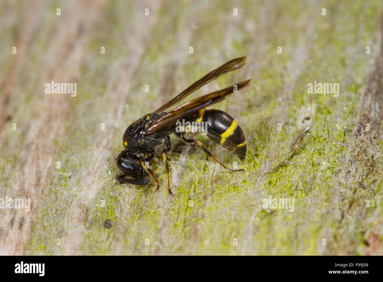 Potter Wasp Symmorphus bifasciatus femmina adulta all'ingresso per il suo nido in legno. Powys, Galles, Agosto. Foto Stock