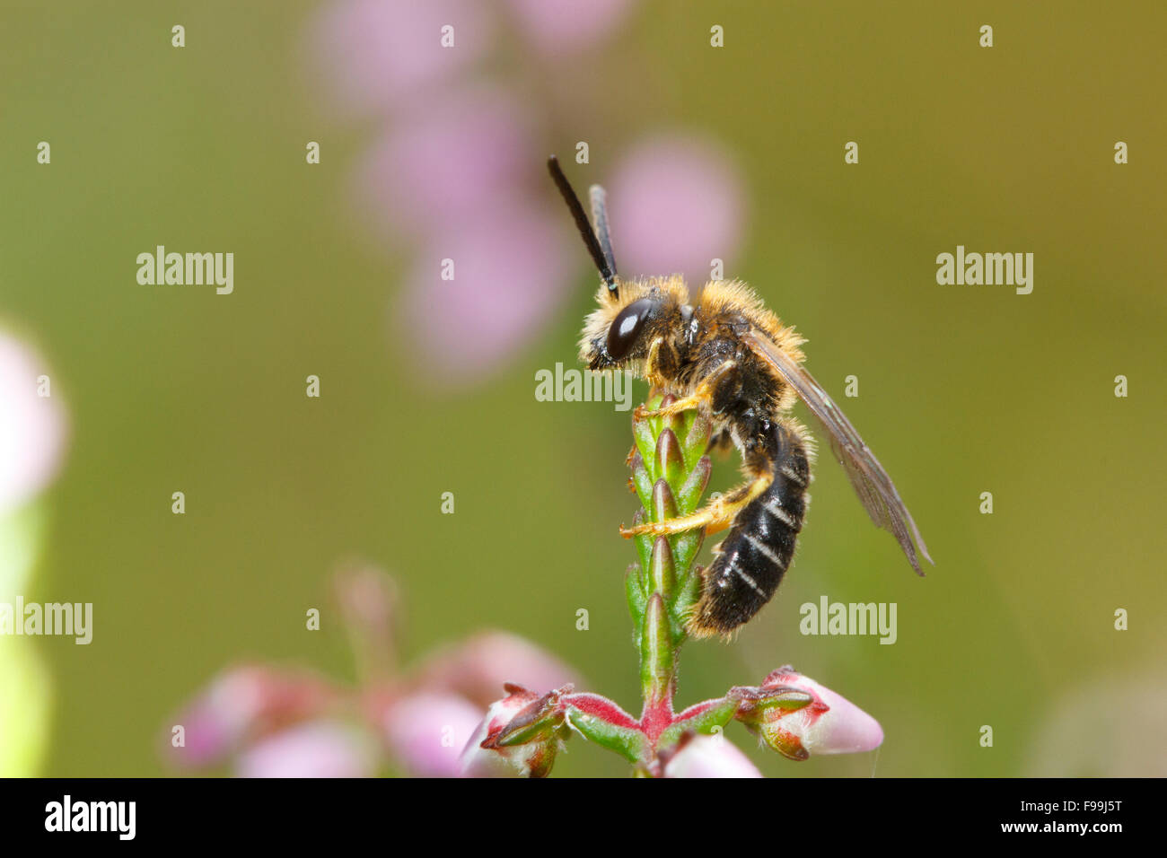 Orange zampe solco-bee (Halictus rubicundus) maschio adulto su comuni heather (Calluna vulgaris). Powys, Galles. Agosto. Foto Stock