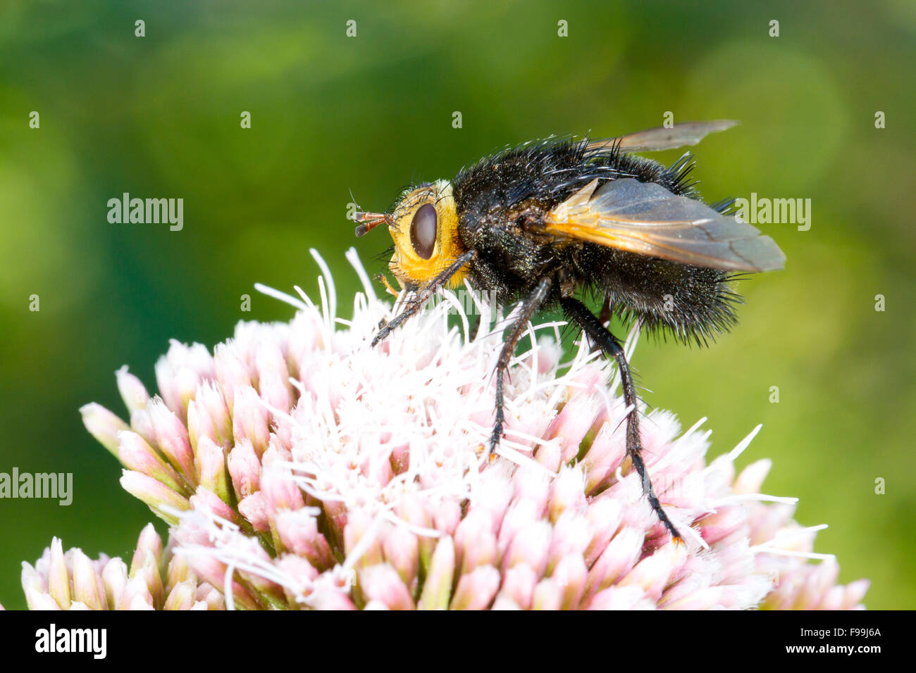 Tachinid gigante fly (Tachina grossa) Alimentazione adulto sulla canapa agrimony (Eupatorium cannabinum) fiori. Cors Fochno, Ceredigion, Wal Foto Stock