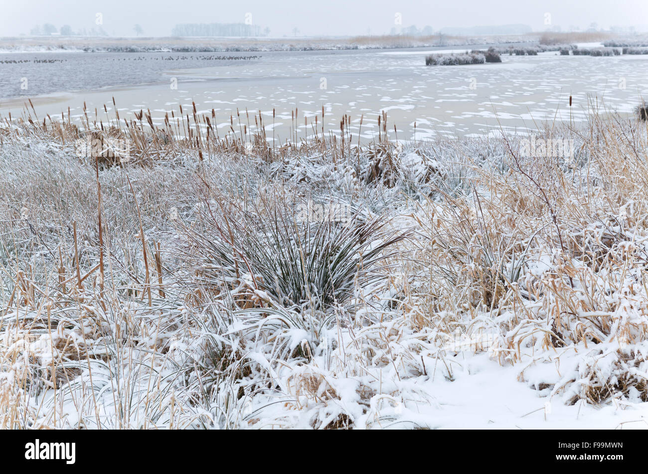 Palude congelati in inverno con neve, Drenthe, Paesi Bassi Foto Stock