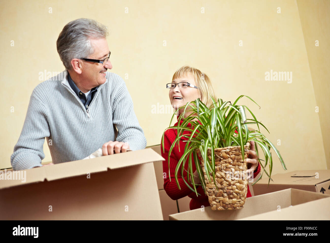 Senior donna ragno di imballaggio impianto in una scatola di movimentazione Foto Stock