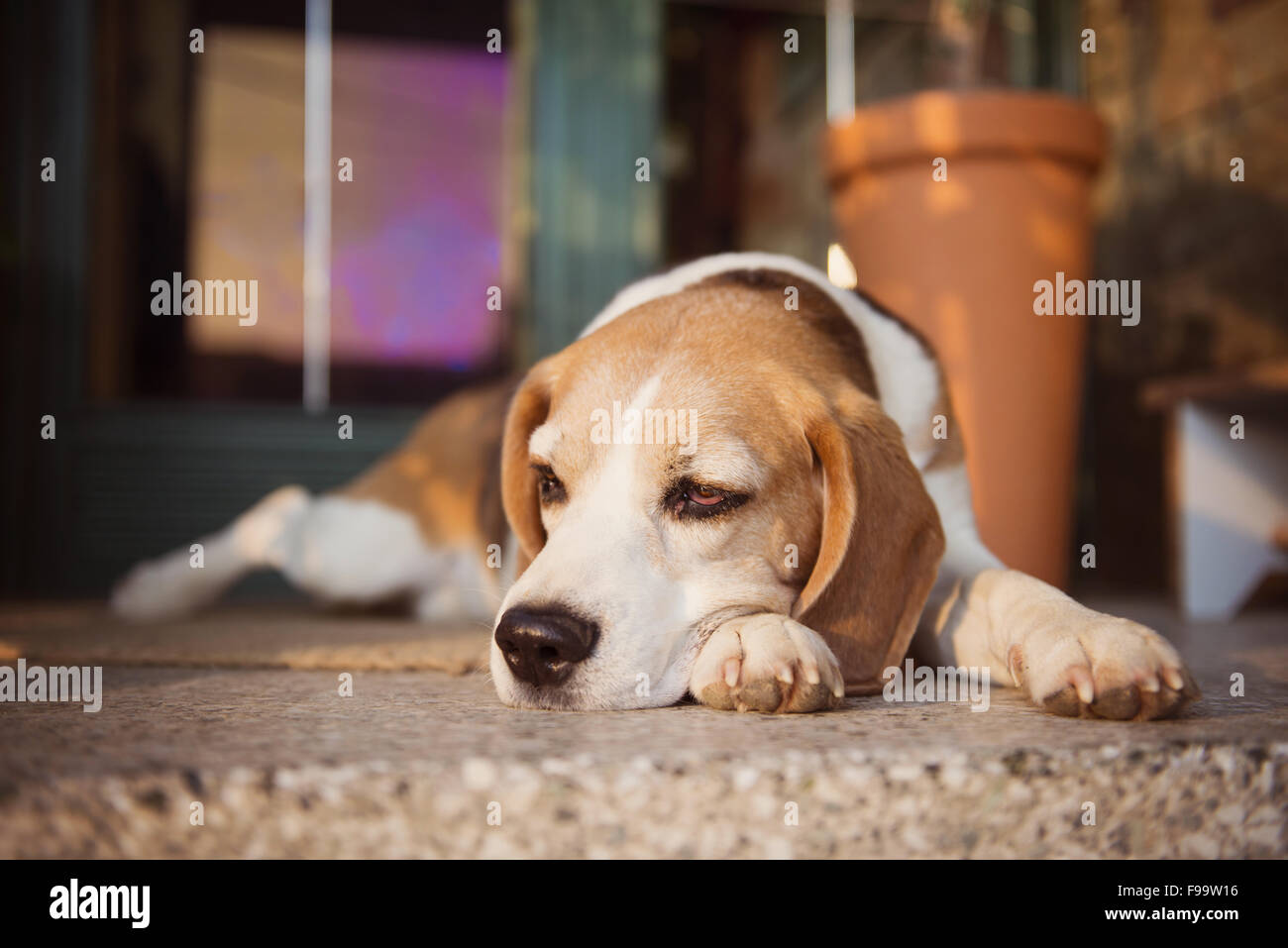 Simpatico cane beagle di custodire e giacente nella parte anteriore della casa Foto Stock