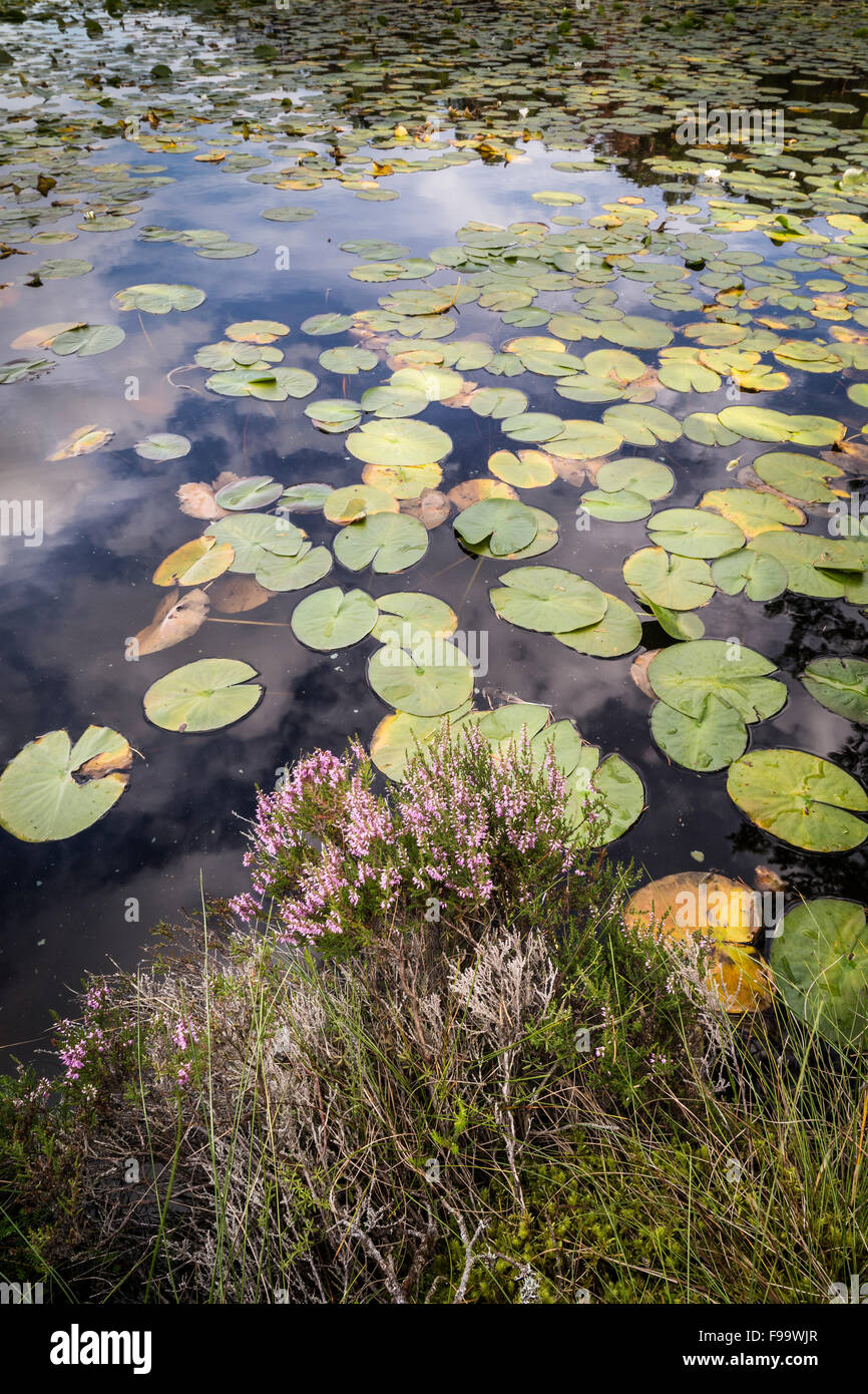 Loch Garten ninfee in Scozia. Foto Stock