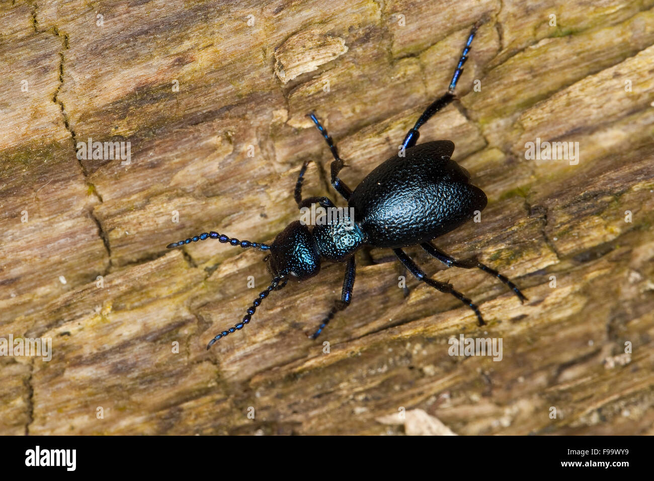 Blister beetle, olio europeo beetle, Schwarzer Maiwurm, Schwarzblauer Ölkäfer, Meloe proscarabaeus, Meloë, Meloidae Foto Stock